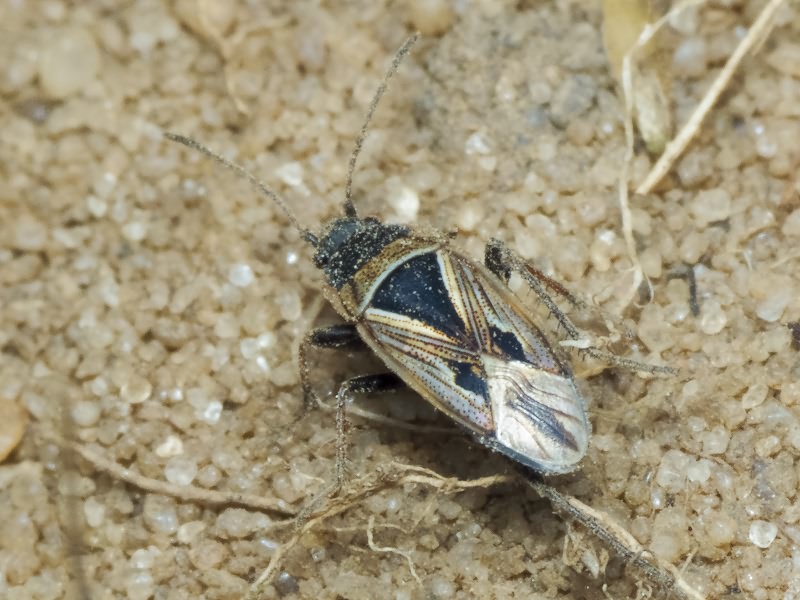 Xanthochilus quadratus (Fabricius, 1798)